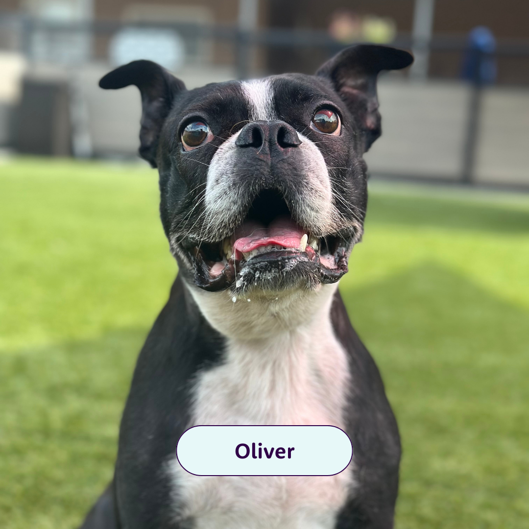 Oliver - black and white dog