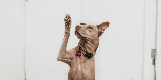 Brown dog raising its paw to ask a question