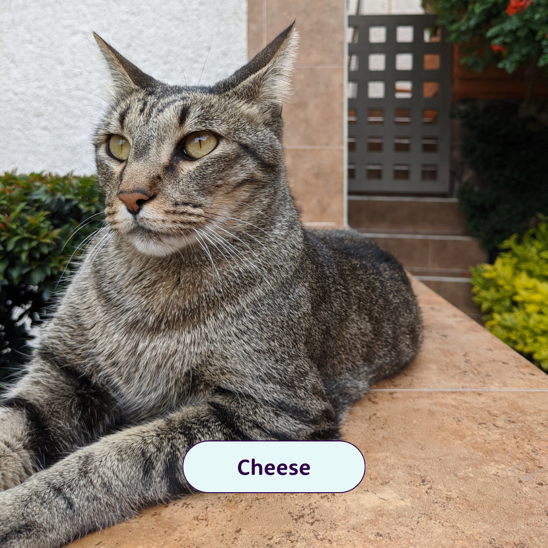 Cheese - cat