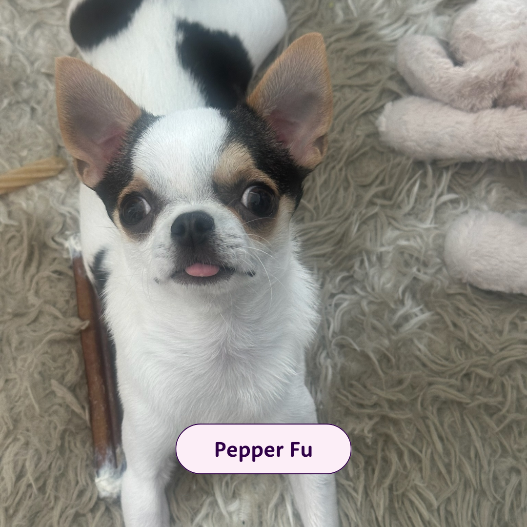 Pepper Fu - small black and white chihuahua