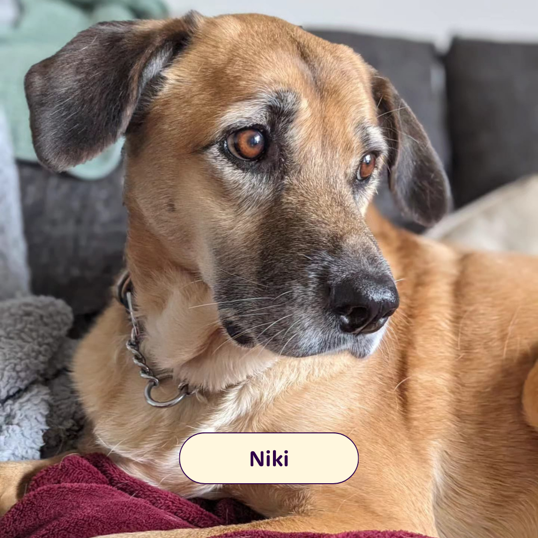 Niki - brown dog laying on a couch