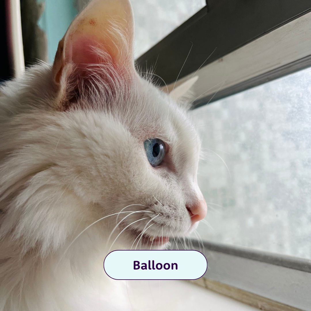 Balloon - white cat looking out a window