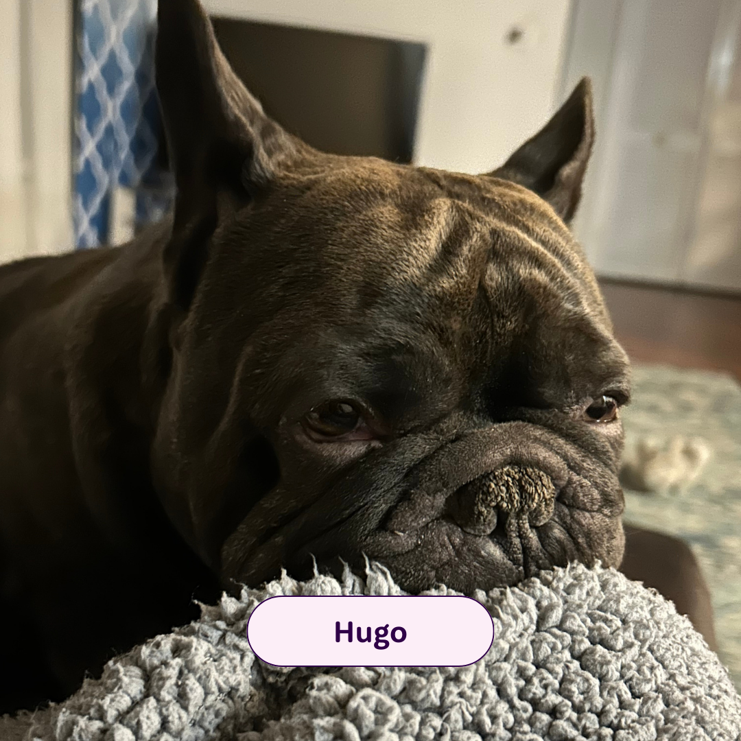 Hugo - black frenchie 