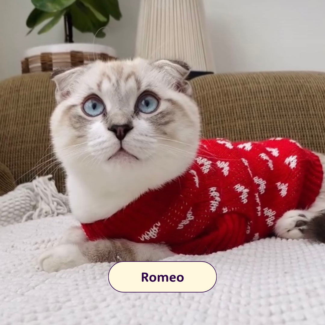 Romeo - white cat with blue eyes in a red sweater