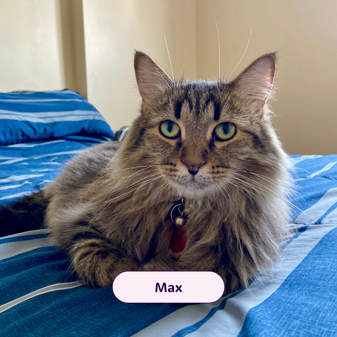 Max - cat
