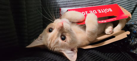 Small white and orange cat in a Timbits box
