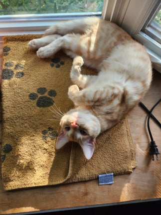 Orange and white tabby cat laying on a towel
