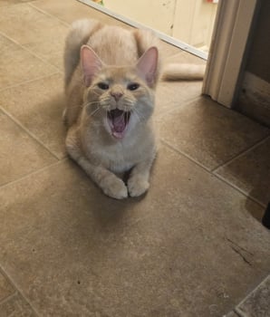 Orange and white tabby cat meowing