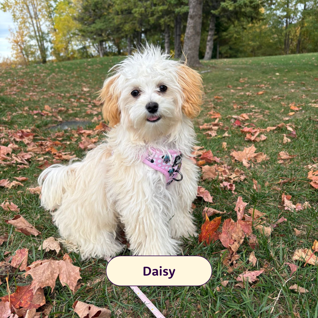 Daisy - small fluffy dog