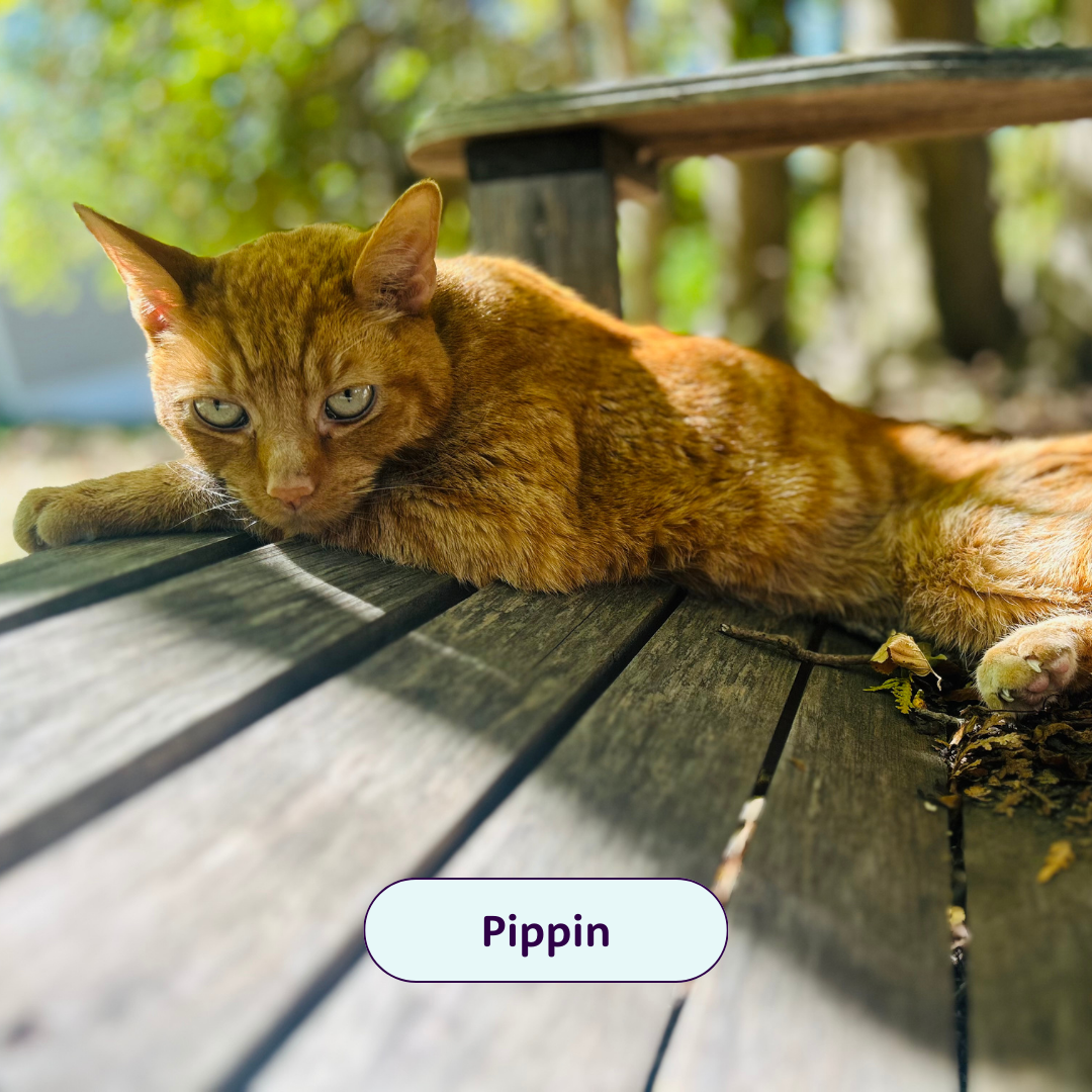 Pippin - orange cat