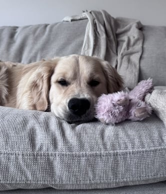 Sully | Golden retriever laying on a couch