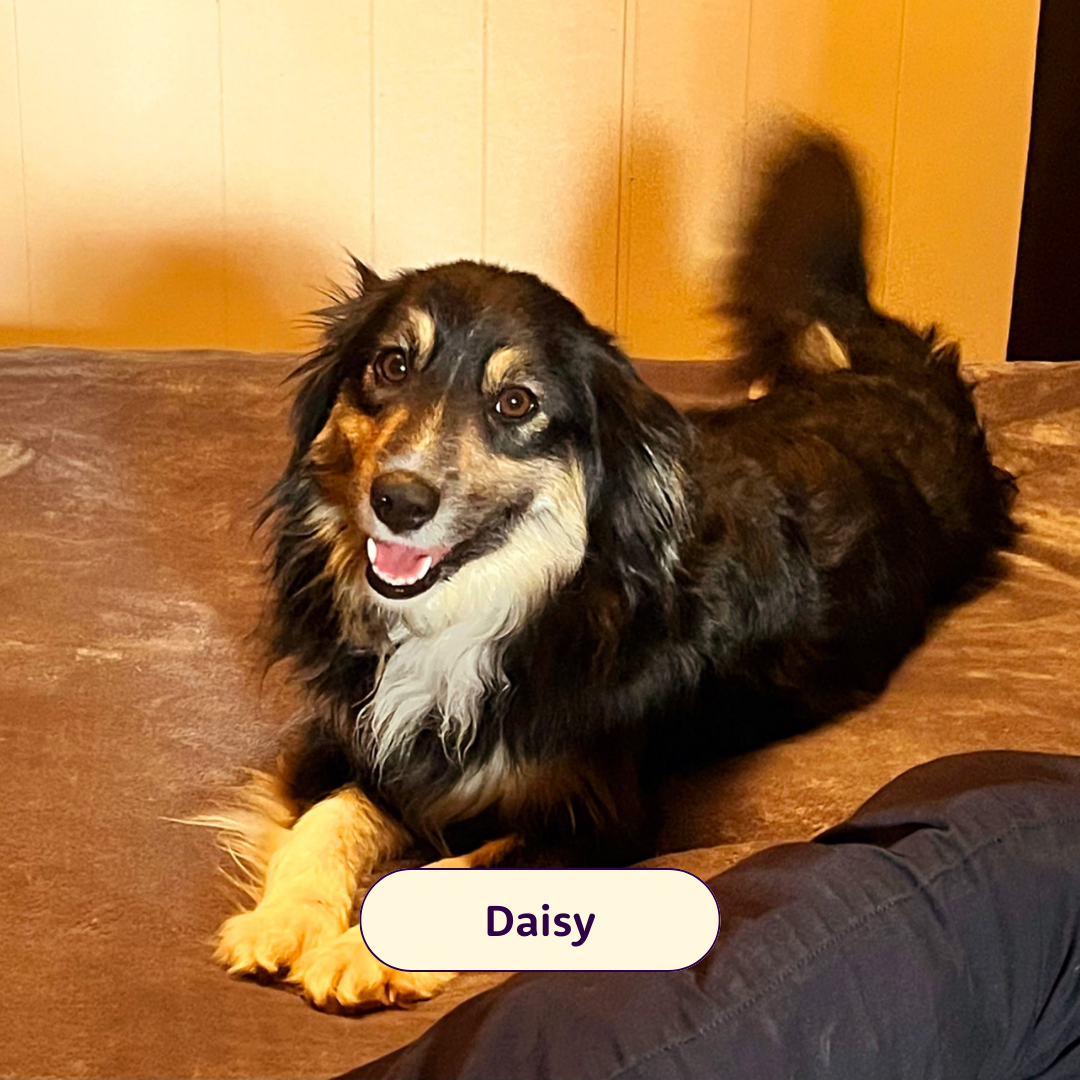 Daisy - black and beige dog laying down