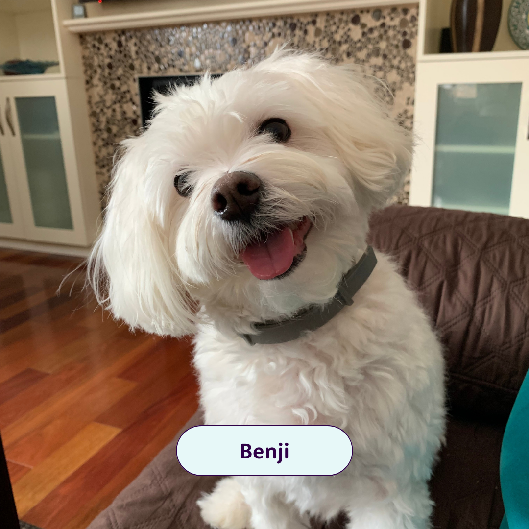Benji - white fluffy dog