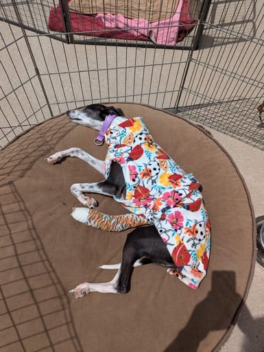 A dog laying in a dog bed with a cast around its hind leg