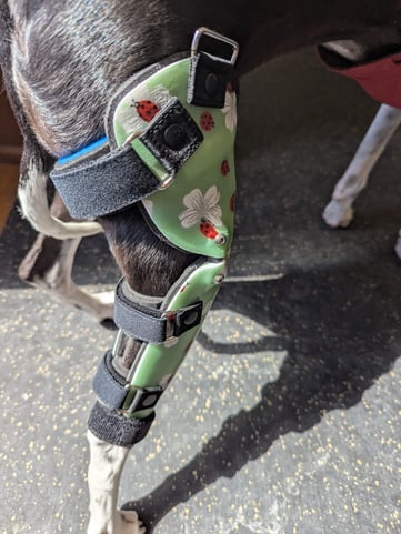 A dog's back leg with a medical brace around it