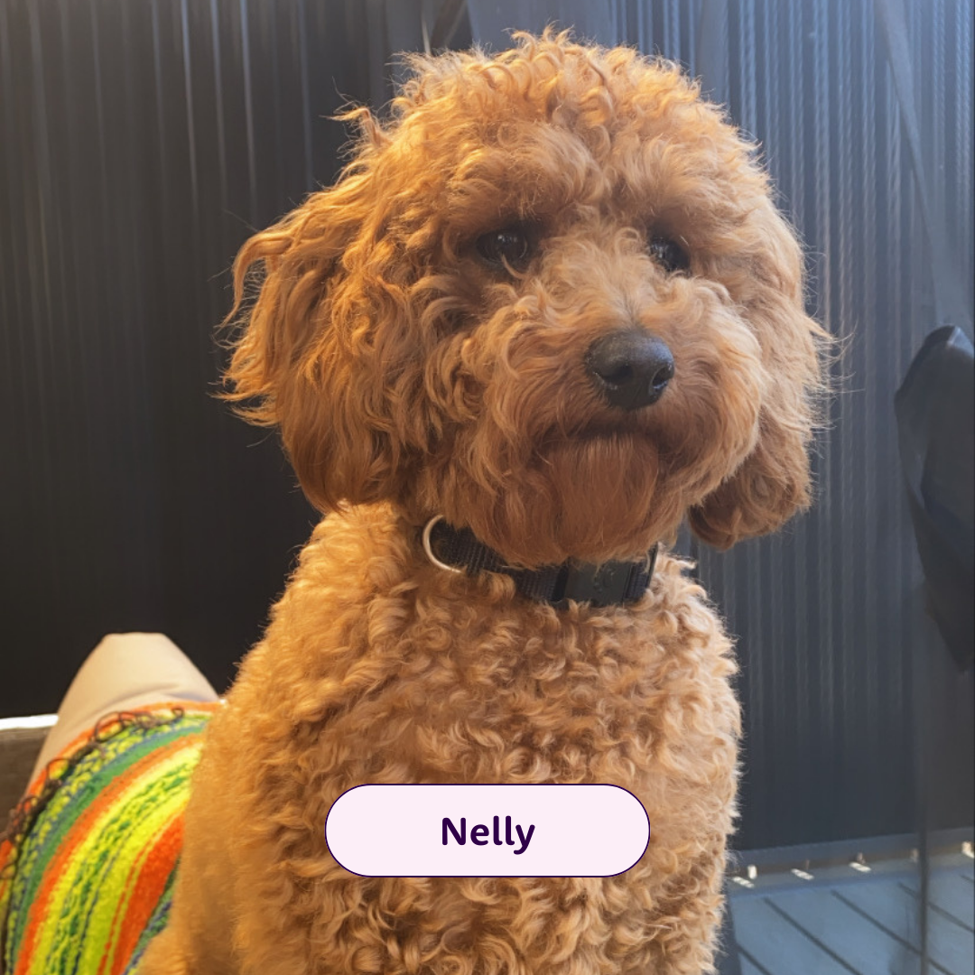 Nelly - orange doodle dog