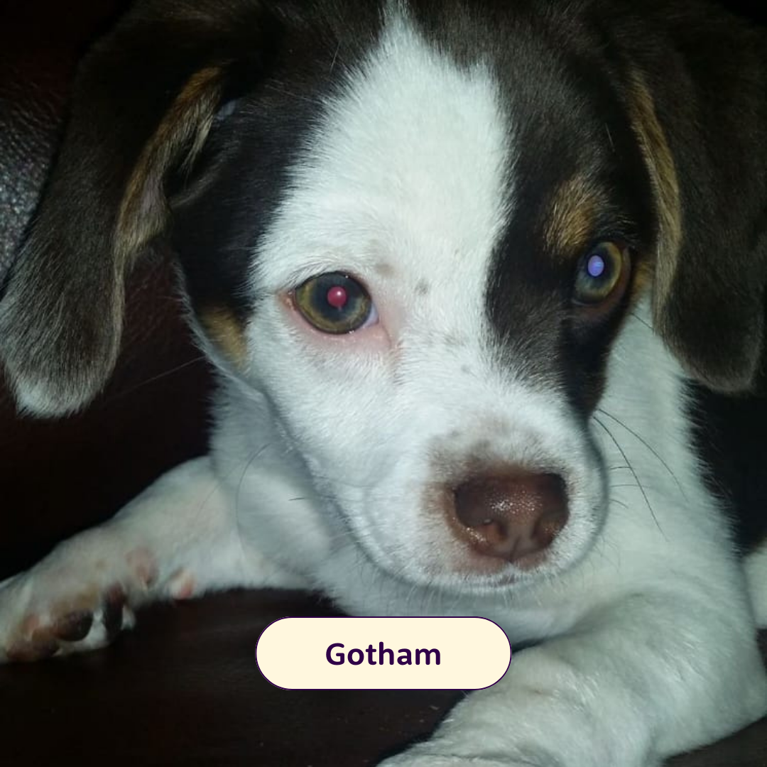 Gotham - small black and white puppy