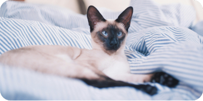 Brown and black cat laying on a striped blanket Brown and black cat laying on a striped blanket