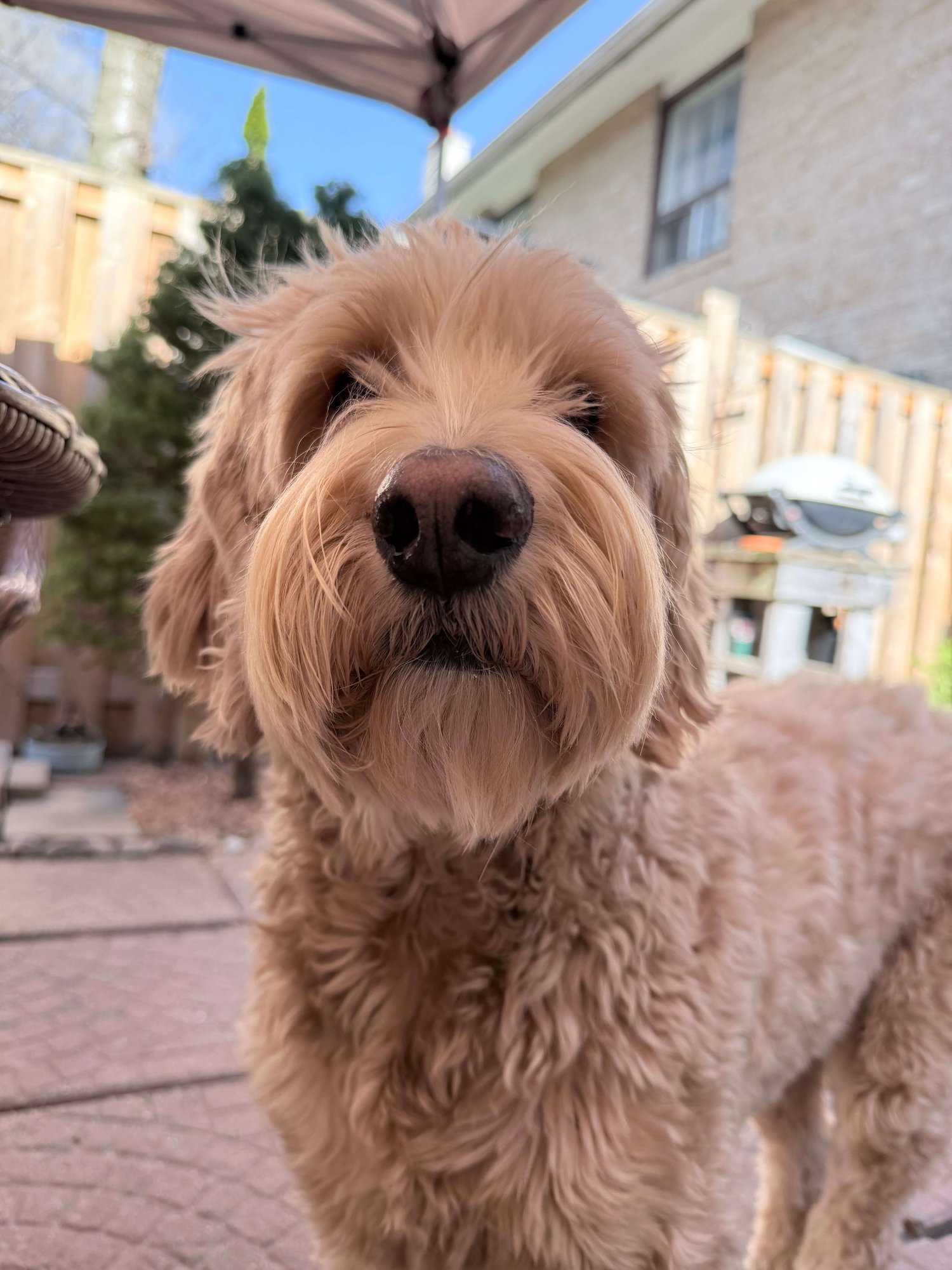 Furkin Member Georgie