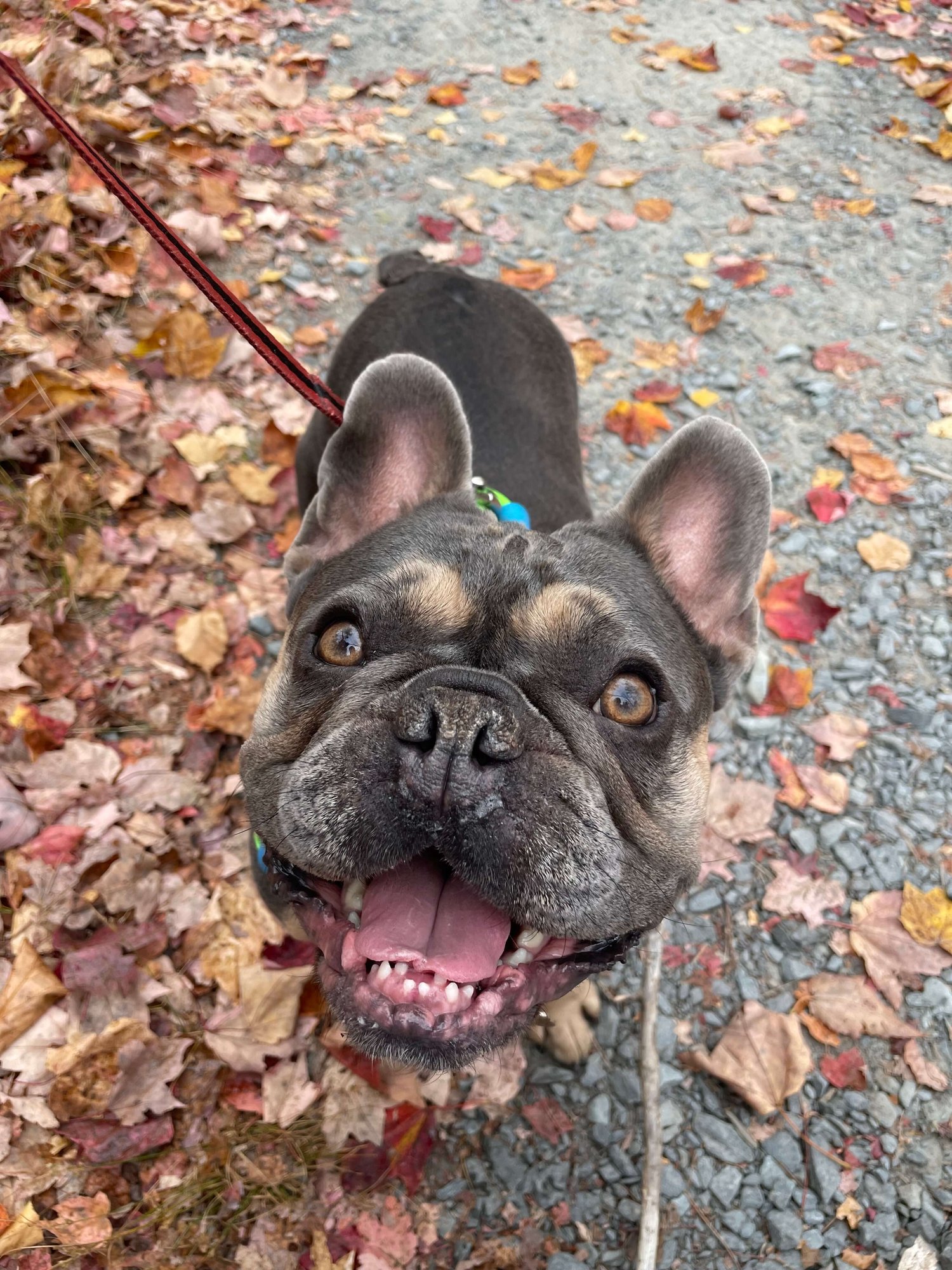Furkin Member Chester