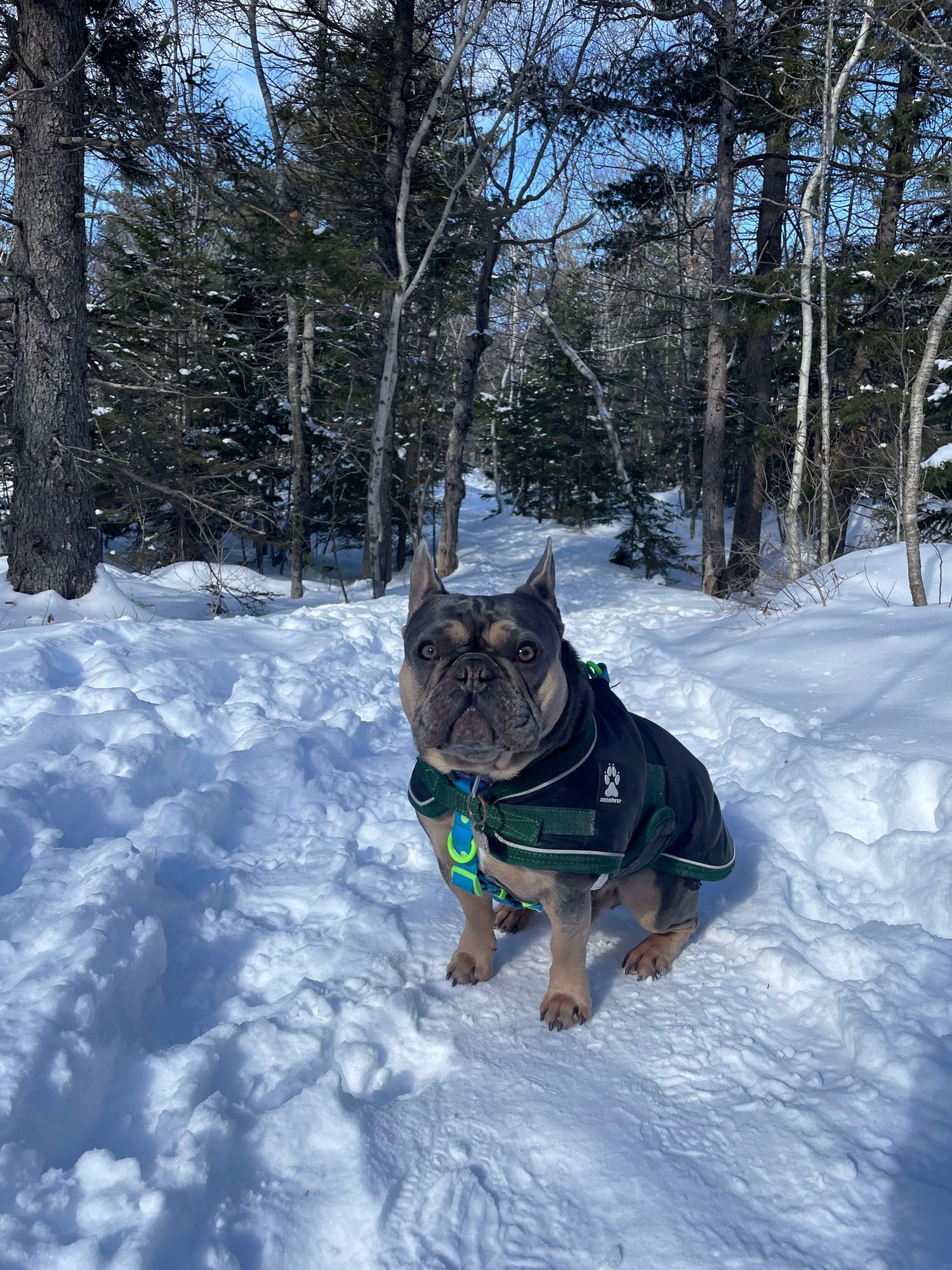 Furkin Member Chester