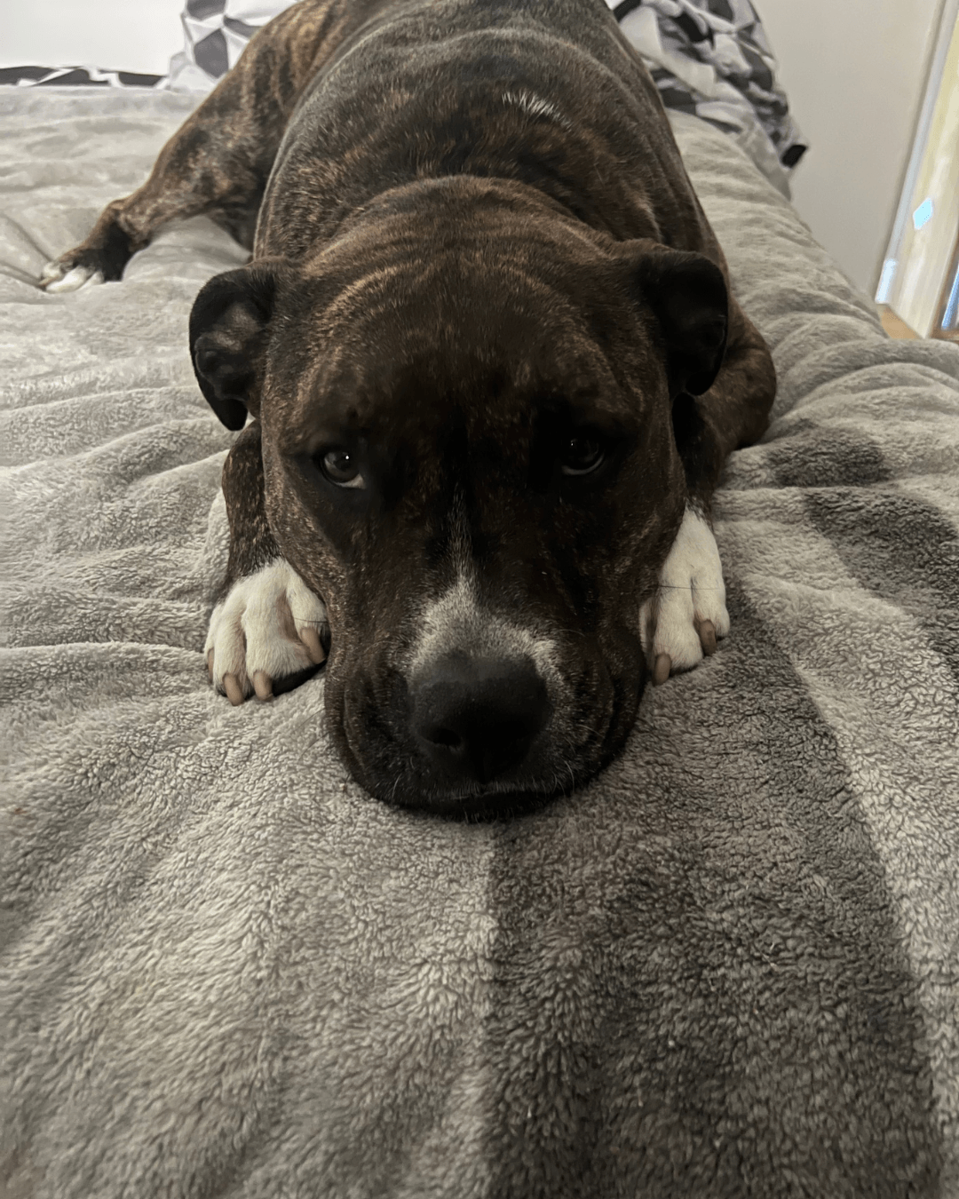 Furkin Member Layla