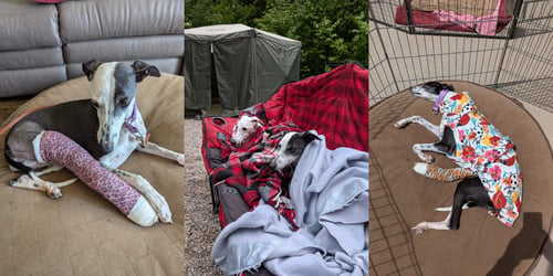 Whippet breed dog laying in a bed with a cast on her leg