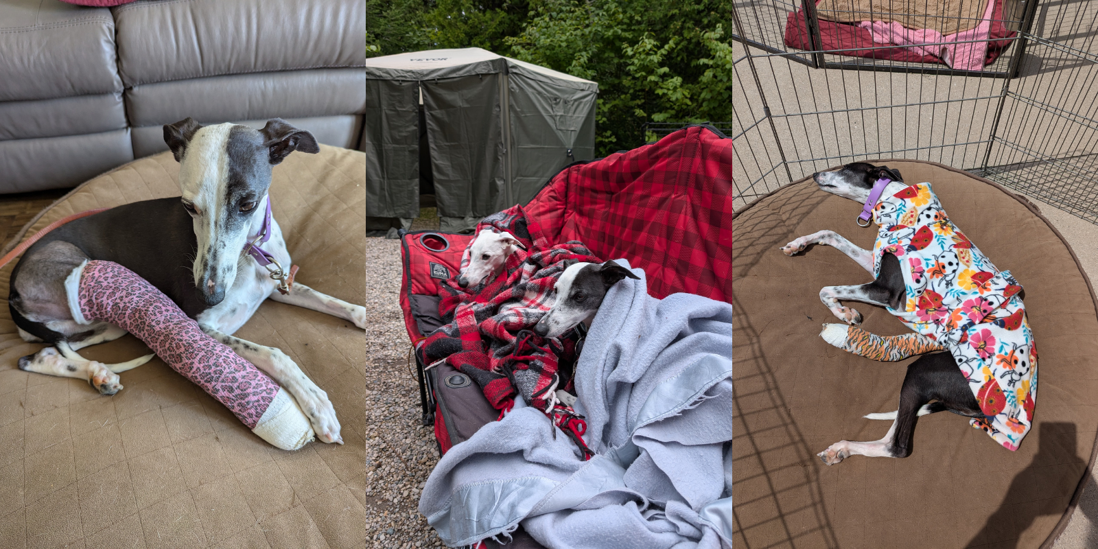 Whippet breed dog laying in a bed with a cast on her leg