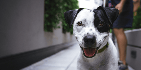 Black and white dog with a relaxed face and open mouth | 'How Often to Brush Dog Teeth’