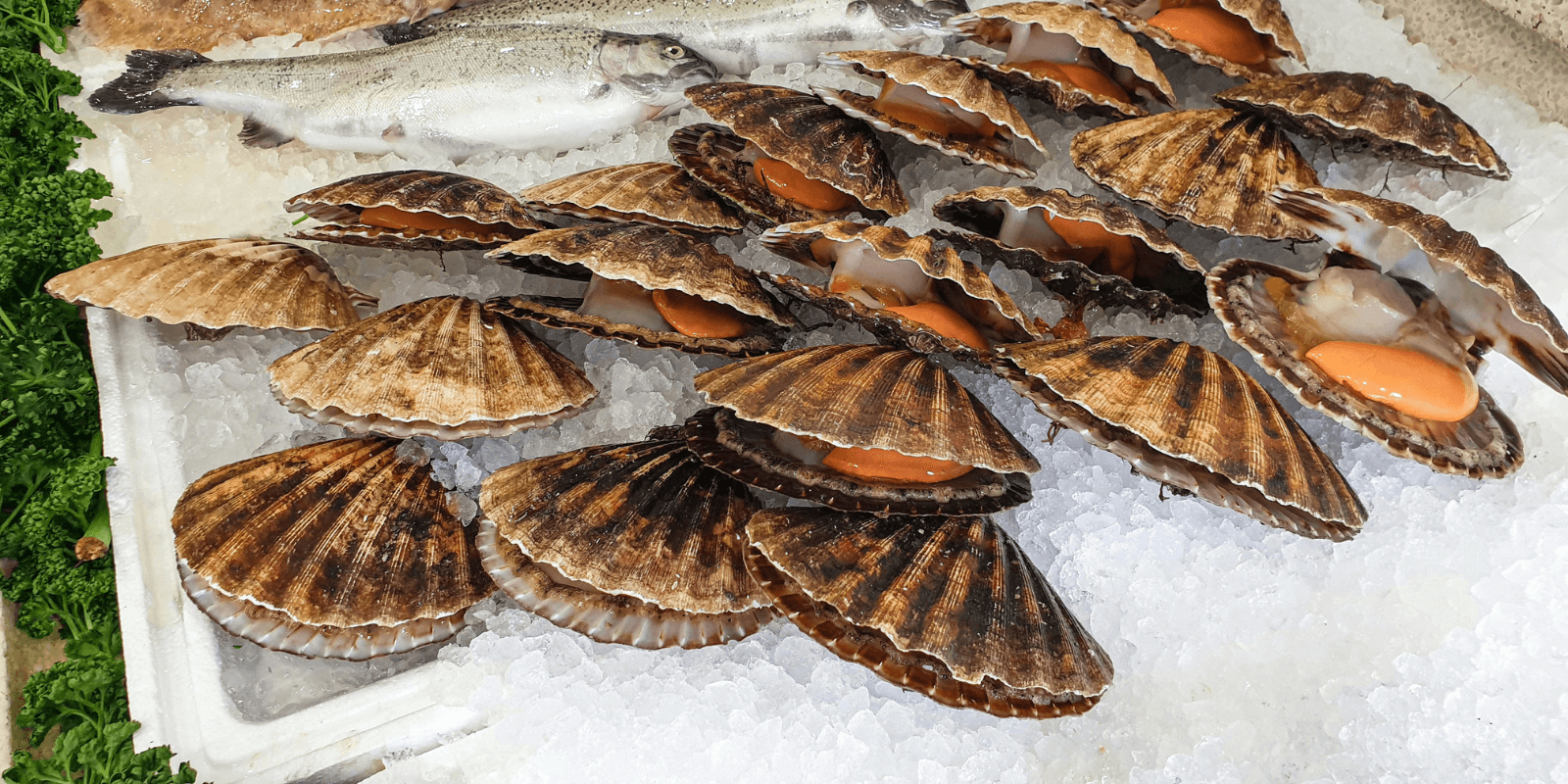 Scallops on fishmonger counter