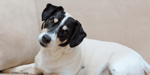 Black and white dog tilting his head | Can Dogs Eat Shrimp Tails?