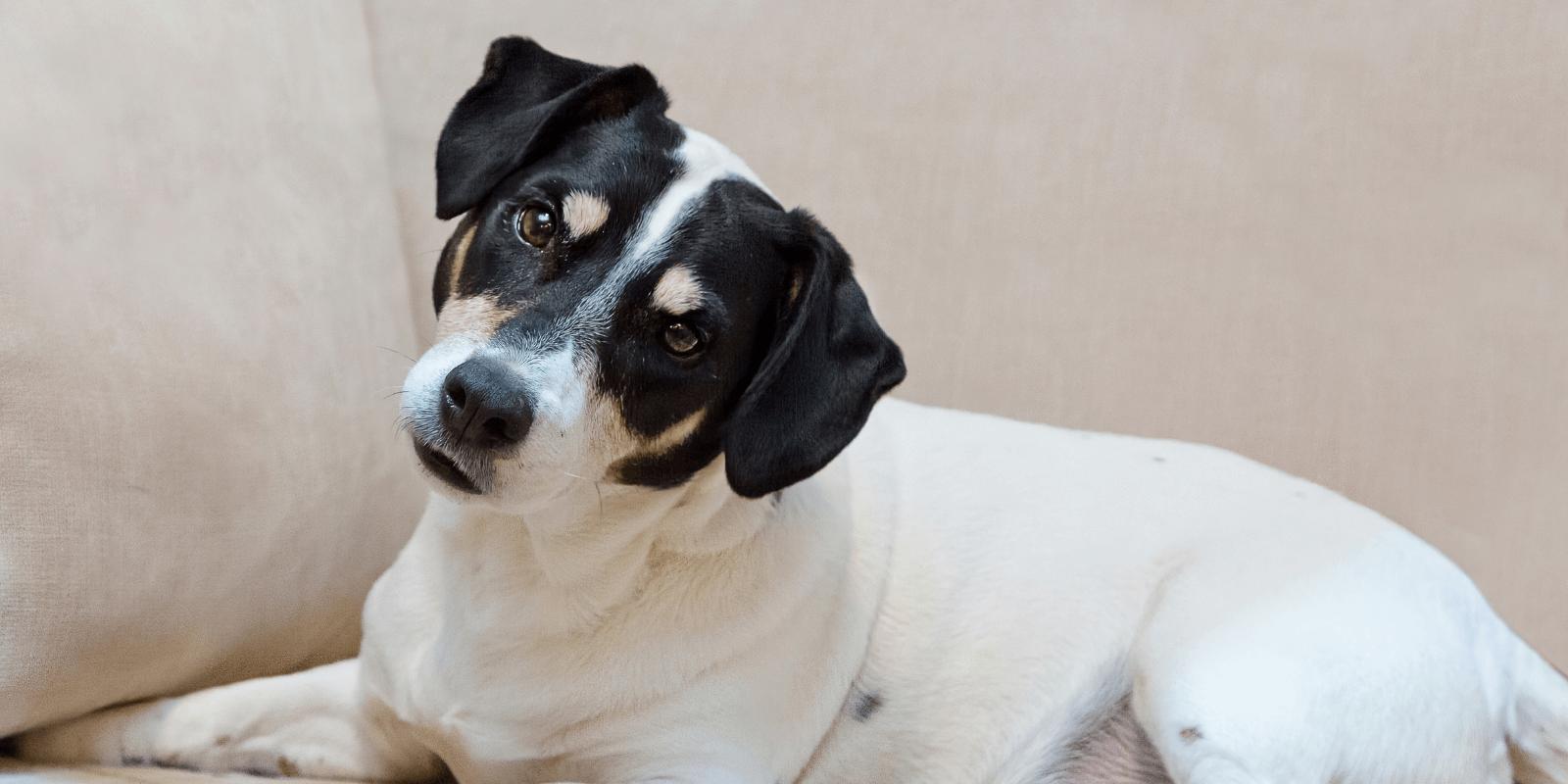 Black and white dog tilting his head | Can Dogs Eat Shrimp Tails?