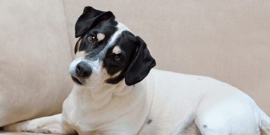 Black and white dog tilting his head | Can Dogs Eat Shrimp Tails?
