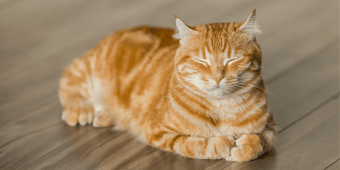 Tabby cat laying on wooden floor with eyes closed