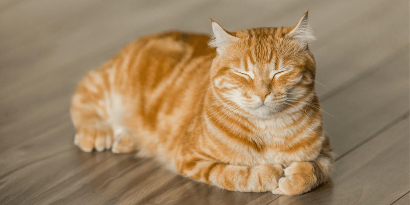 Tabby cat laying on wooden floor with eyes closed