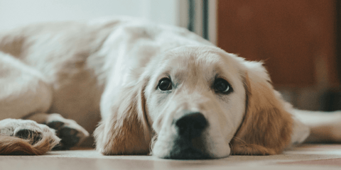 Golden retriever laying down with head resting on floor