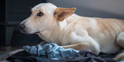 Dog lying on bed scared of thunderstorm