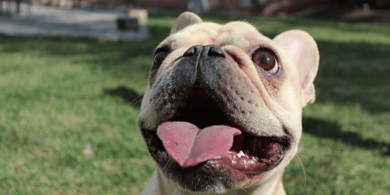 Everything You Need to Know about Frenchies!