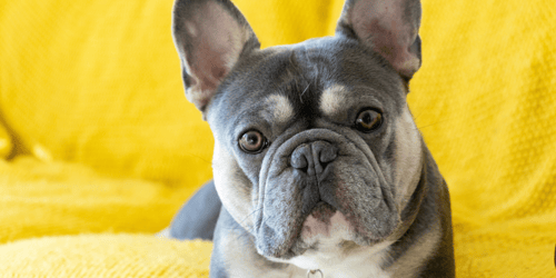 Gray and brown Frenchie lying on a yellow sofa | ‘Everything You Need to Know about Frenchies