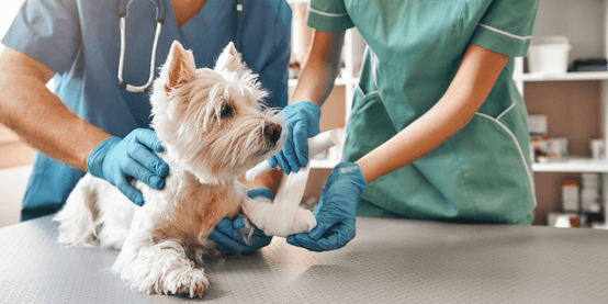 Medical professionals wrapping a dog's leg in bandages