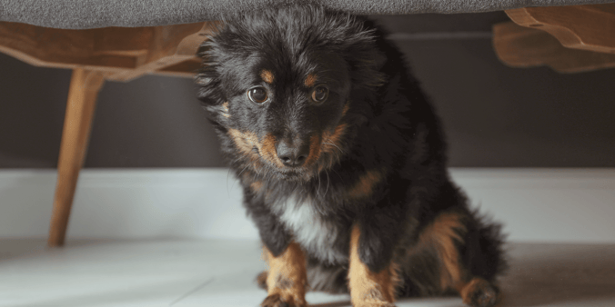 Puppy hiding under couch