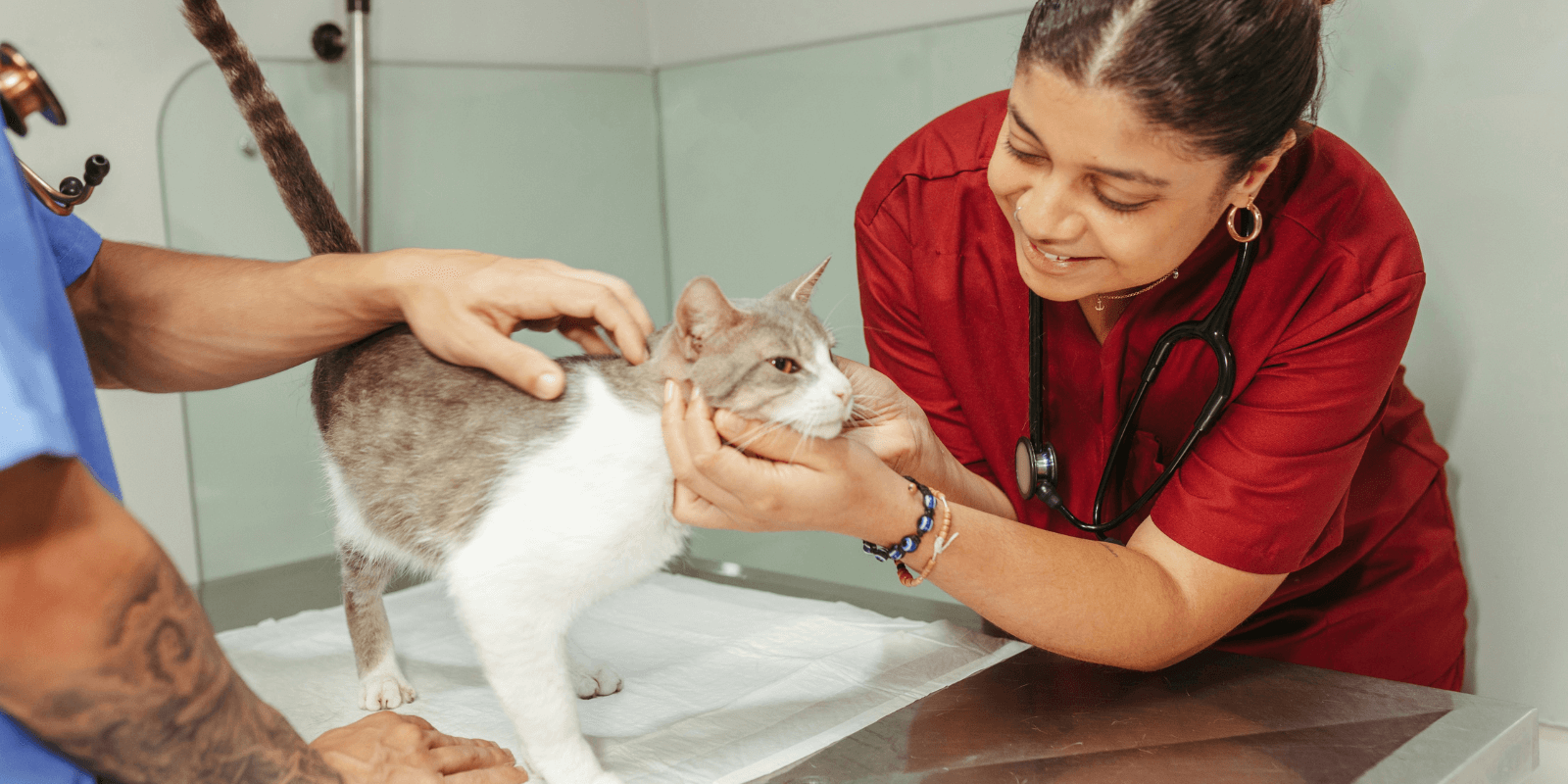 vet smiling as they examine a grey and white cat