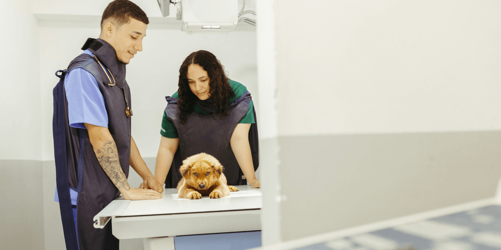 small puppy on vet table being examined