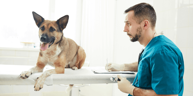 German shepherd being looked at by a vet | Does Pet Insurance Cover Vaccines?
