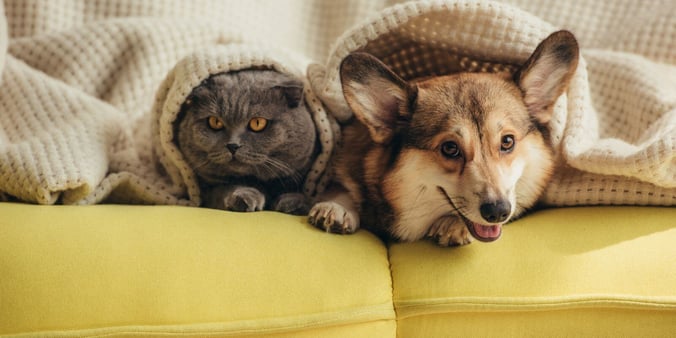 Dog and cat on yellow couch cuddling in white blanket