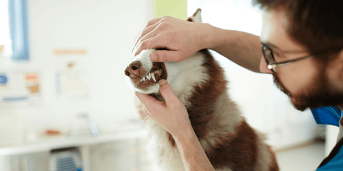 Veterinarian examining a Siberian Husky’s teeth | 'Does Pet Insurance Cover Dental' 