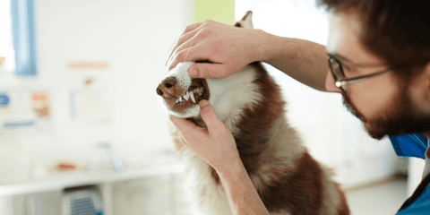 Veterinarian examining a Siberian Husky’s teeth | 'Does Pet Insurance Cover Dental' 