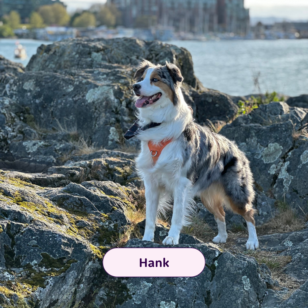Hank - australian shepherd dog on a rock