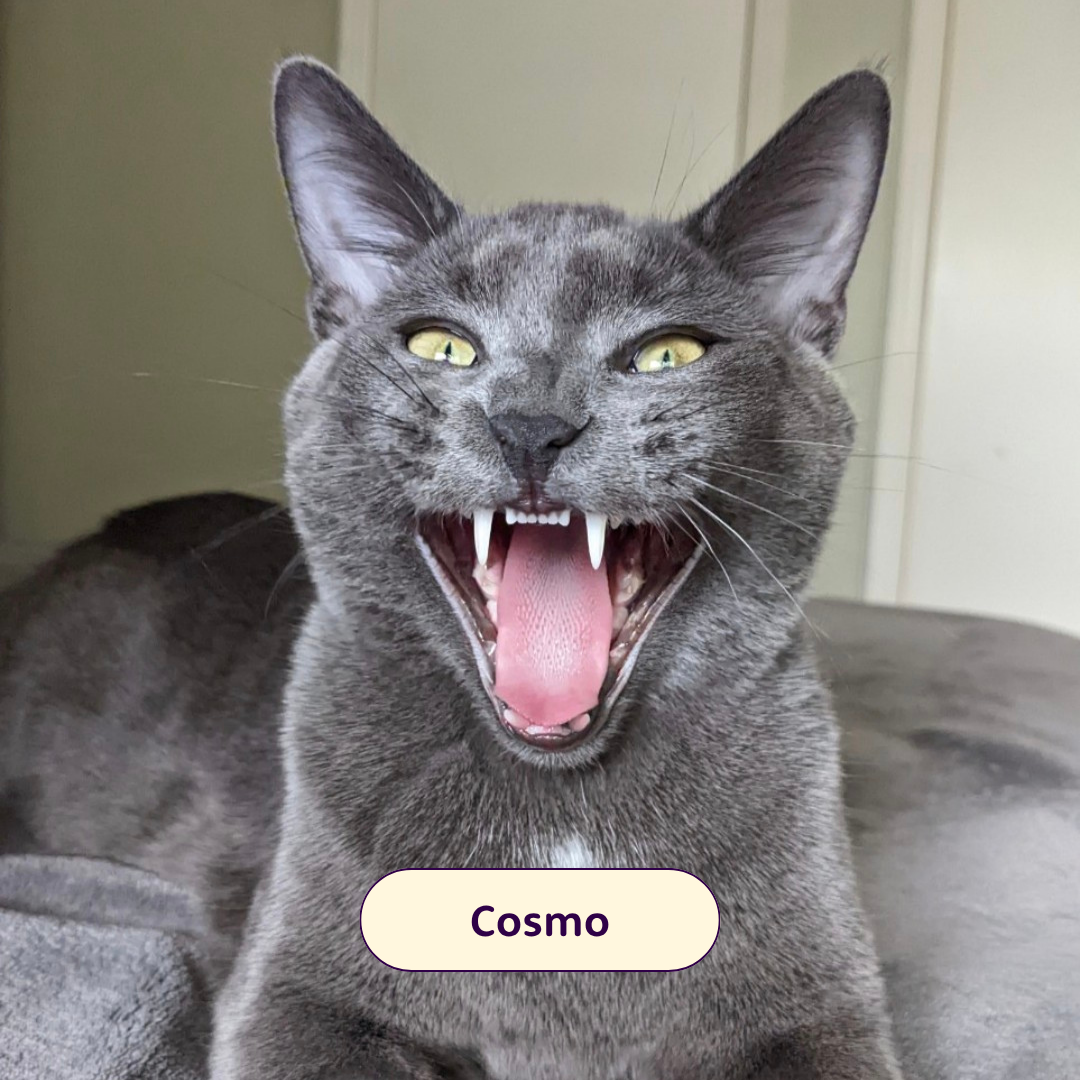 Cosmo - grey cat meowing