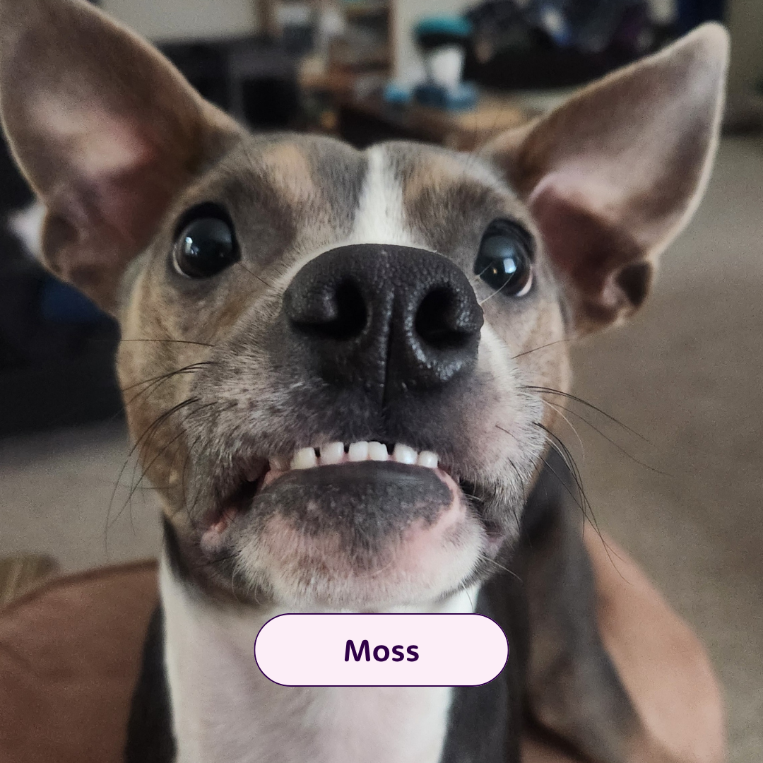 Moss - dog with pointy ears looking at the camera